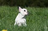 BOULEDOGUE FRANCAIS 1082